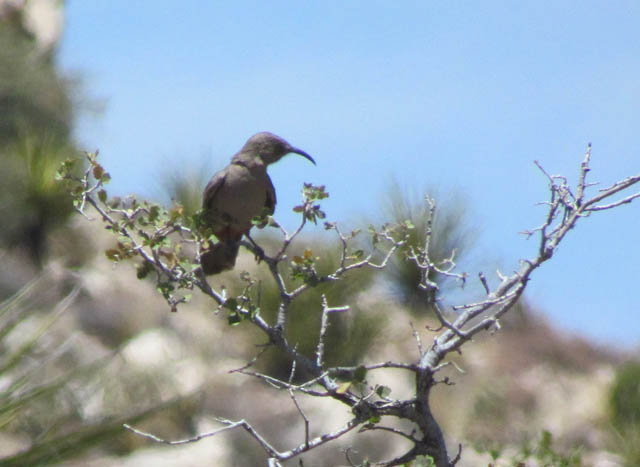 Crissal Thrasher